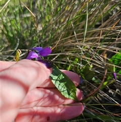 Viola betonicifolia subsp. betonicifolia at Captains Flat, NSW - 19 Oct 2024