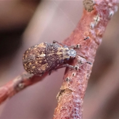 Anthribidae sp. (family) (Unidentified fungus weevil) at Murrumbateman, NSW - 19 Oct 2024 by SimoneC