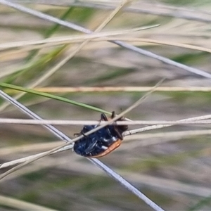 Hippodamia variegata at Bungendore, NSW - suppressed