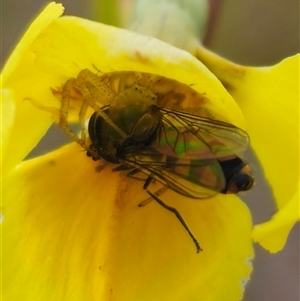 Lehtinelagia sp. (genus) at Bungendore, NSW - 19 Oct 2024