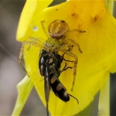 Lehtinelagia sp. (genus) at Bungendore, NSW - 19 Oct 2024