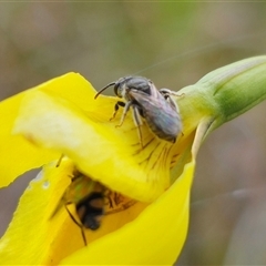 Lasioglossum (Chilalictus) sp. (genus & subgenus) (Halictid bee) at Bungendore, NSW - 19 Oct 2024 by Csteele4