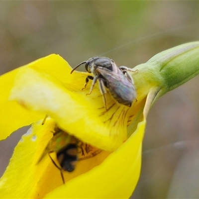 Lasioglossum (Chilalictus) sp. (genus & subgenus) (Halictid bee) at Bungendore, NSW - 19 Oct 2024 by Csteele4