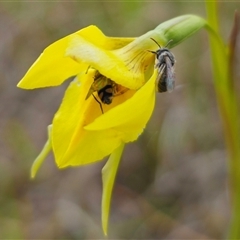 Lasioglossum (Chilalictus) sp. (genus & subgenus) at Bungendore, NSW - 19 Oct 2024