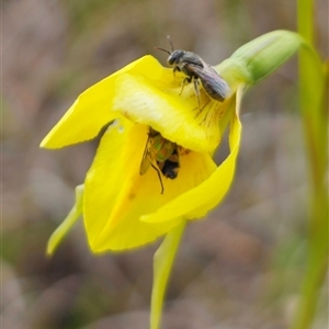 Lasioglossum (Chilalictus) sp. (genus & subgenus) at Bungendore, NSW - 19 Oct 2024