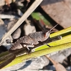 Goniaea opomaloides (Mimetic Gumleaf Grasshopper) at Bungendore, NSW - 19 Oct 2024 by clarehoneydove