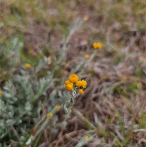 Chrysocephalum apiculatum at Bungendore, NSW - 19 Oct 2024