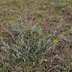 Chrysocephalum apiculatum at Bungendore, NSW - 19 Oct 2024