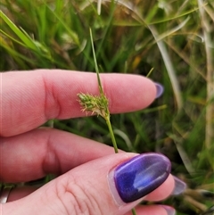 Carex inversa (Knob Sedge) at Bungendore, NSW - 19 Oct 2024 by Csteele4