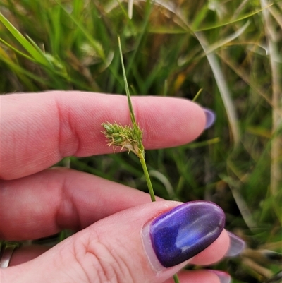 Carex inversa (Knob Sedge) at Bungendore, NSW - 19 Oct 2024 by Csteele4