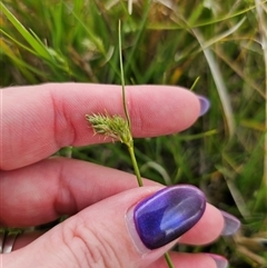 Carex inversa at Bungendore, NSW - 19 Oct 2024