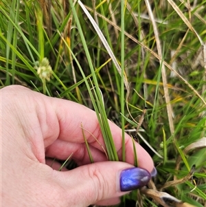 Carex inversa at Bungendore, NSW - 19 Oct 2024