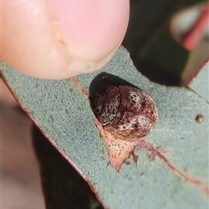 Trachymela sp. (genus) at Bungendore, NSW - suppressed