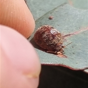 Trachymela sp. (genus) at Bungendore, NSW - suppressed