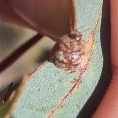 Trachymela sp. (genus) at Bungendore, NSW - suppressed