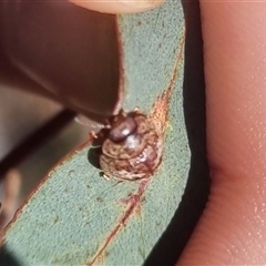 Trachymela sp. (genus) at Bungendore, NSW - suppressed