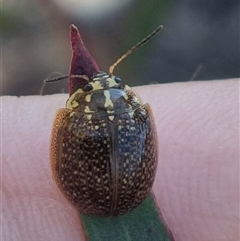 Paropsisterna cloelia (Eucalyptus variegated beetle) at Bungendore, NSW - 19 Oct 2024 by clarehoneydove