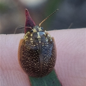 Paropsisterna cloelia at Bungendore, NSW - 19 Oct 2024