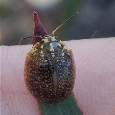 Paropsisterna cloelia (Eucalyptus variegated beetle) at Bungendore, NSW - 19 Oct 2024 by clarehoneydove