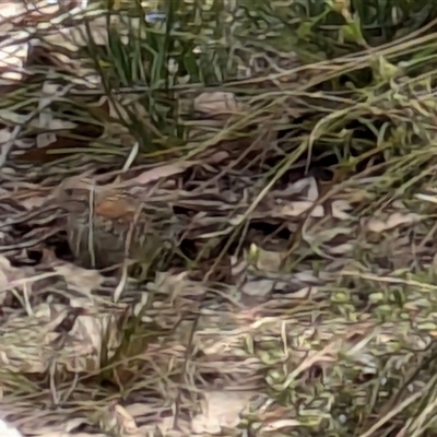 Turnix varius (Painted Buttonquail) at Currawang, NSW - 14 Oct 2024 by camcols