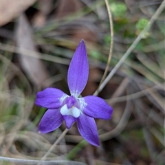 Glossodia major (Wax Lip Orchid) at Rendezvous Creek, ACT - 18 Oct 2024 by RobynHall