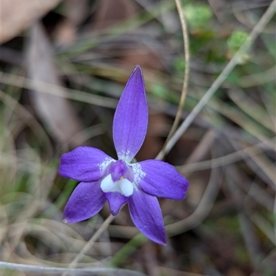 Glossodia major (Wax Lip Orchid) at Rendezvous Creek, ACT - 19 Oct 2024 by RobynHall