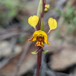 Diuris semilunulata at Rendezvous Creek, ACT - 19 Oct 2024