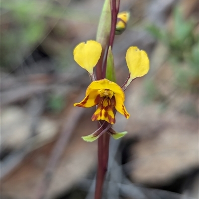 Diuris semilunulata (Late Leopard Orchid) at Rendezvous Creek, ACT - 19 Oct 2024 by RobynHall