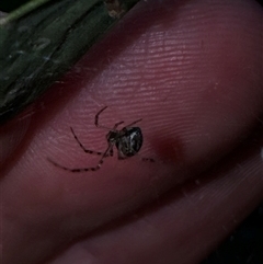 Unidentified Other web-building spider at Aranda, ACT - 19 Oct 2024 by Jubeyjubes