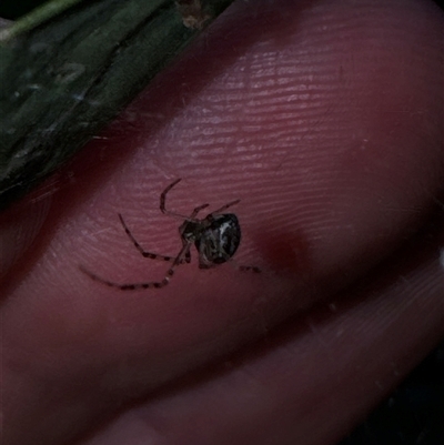 Unidentified Other web-building spider at Aranda, ACT - 19 Oct 2024 by Jubeyjubes