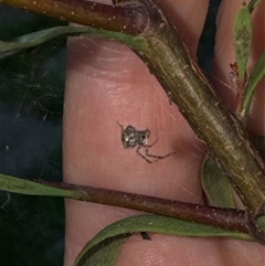 Theridion pyramidale at Aranda, ACT - 19 Oct 2024