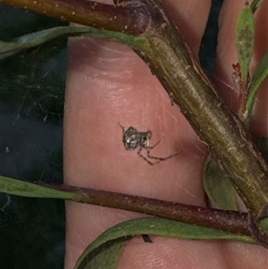 Theridion pyramidale at Aranda, ACT - 19 Oct 2024 07:08 PM