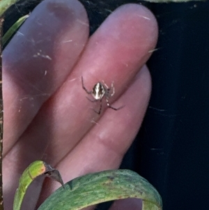 Theridion pyramidale at Aranda, ACT - 19 Oct 2024 07:08 PM