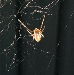 Theridion pyramidale at Aranda, ACT - 19 Oct 2024 07:08 PM