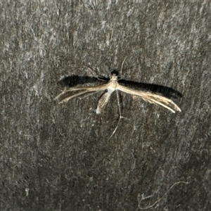 Pterophoridae (family) at Aranda, ACT - 19 Oct 2024