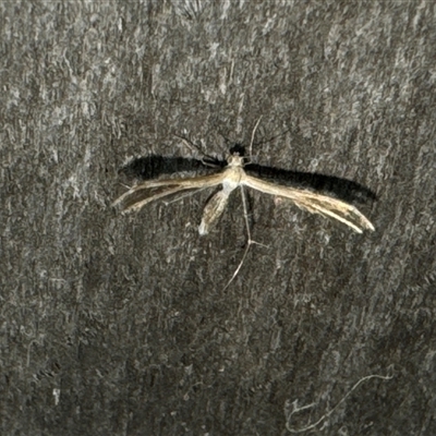 Pterophoridae (family) (A Plume Moth) at Aranda, ACT - 19 Oct 2024 by Jubeyjubes