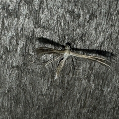 Pterophoridae (family) at Aranda, ACT - 19 Oct 2024