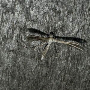 Pterophoridae (family) at Aranda, ACT - 19 Oct 2024 07:02 PM