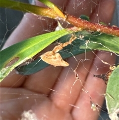 Unidentified Other web-building spider at Aranda, ACT - 19 Oct 2024 by Jubeyjubes