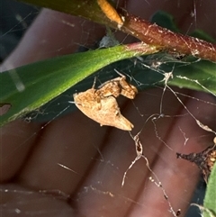 Philoponella congregabilis at Aranda, ACT - 19 Oct 2024 06:58 PM