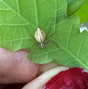 Oxyopes (genus) at Aranda, ACT - 19 Oct 2024 06:56 PM