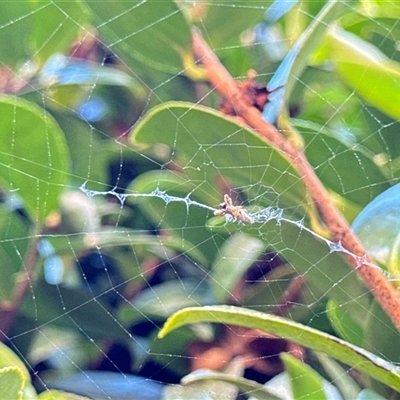 Unidentified Other web-building spider at Aranda, ACT - 19 Oct 2024 by Jubeyjubes