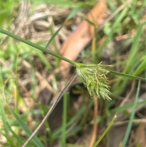 Carex inversa at Bendoura, NSW - 19 Oct 2024