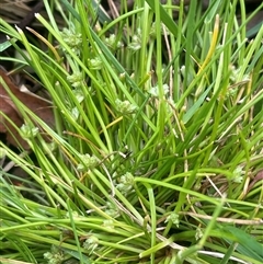 Isolepis gaudichaudiana (Benambra Club-sedge) at Bendoura, NSW - 19 Oct 2024 by JaneR