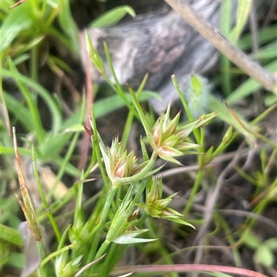 Juncus capitatus (Dwarf Rush) at Bendoura, NSW - 19 Oct 2024 by JaneR