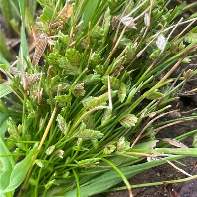 Isolepis levynsiana (Tiny Flat-sedge) at Bendoura, NSW - 19 Oct 2024 by JaneR