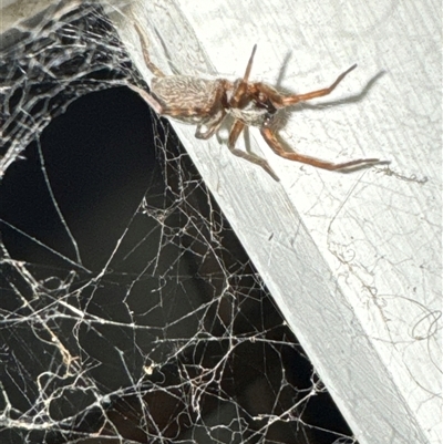 Badumna sp. (genus) (Lattice-web spider) at Aranda, ACT - 19 Oct 2024 by Jubeyjubes