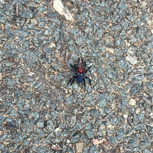 Missulena occatoria at Acton, ACT - 19 Oct 2024 09:51 AM