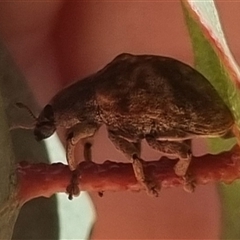 Gonipterus sp. (genus) at Bungendore, NSW - suppressed