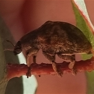 Gonipterus sp. (genus) at Bungendore, NSW - suppressed